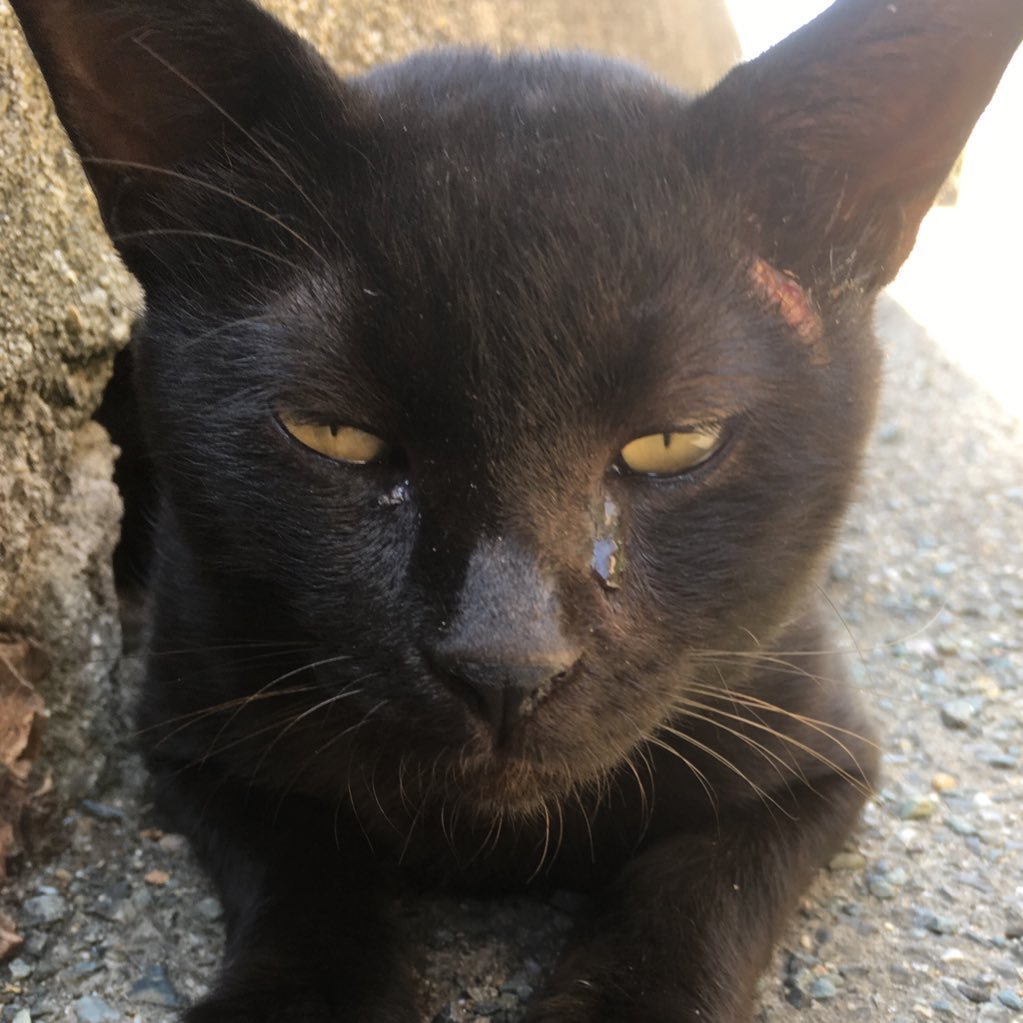 tabfhoc01's profile picture. たまに謎解きしたりマダミスしたりライブハウス行ったり観劇したりしているﾆﾝｹﾞﾝ😸‼️