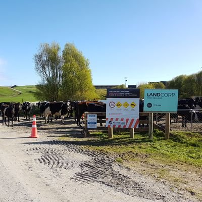 @pamu_nz operates Tram Road Dairy Unit, a  400+ ha #freerange #pasturebased dairy farm milking 900+ cows on #NewZealands beautiful #westcoastbestcoast