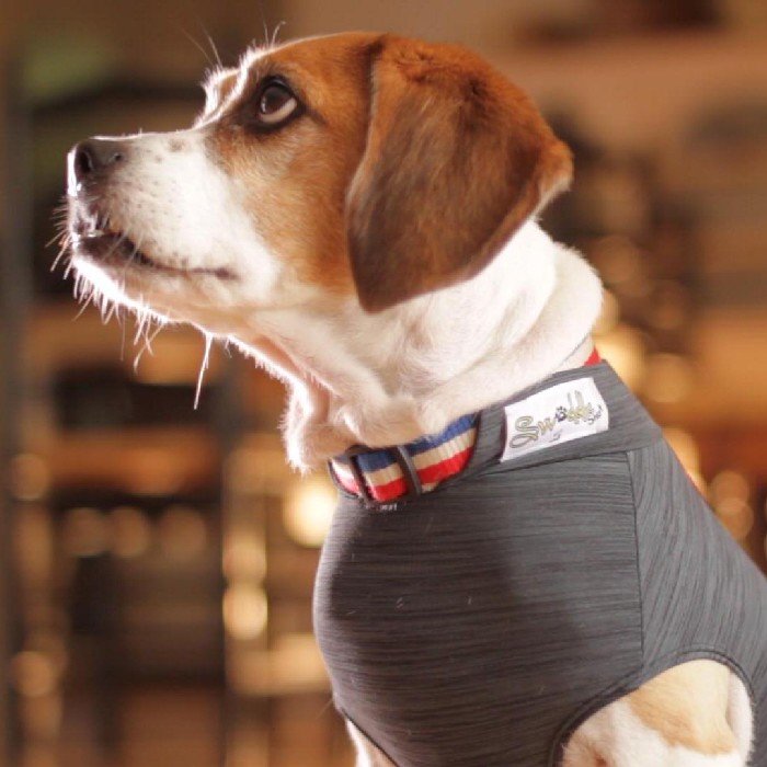 Swaddleshirt Anti-Anxiety Shirt for your pets! Swaddle in Comfort with Style!