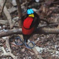 Paul Macklam (@colonelbirder) 's Twitter Profile Photo