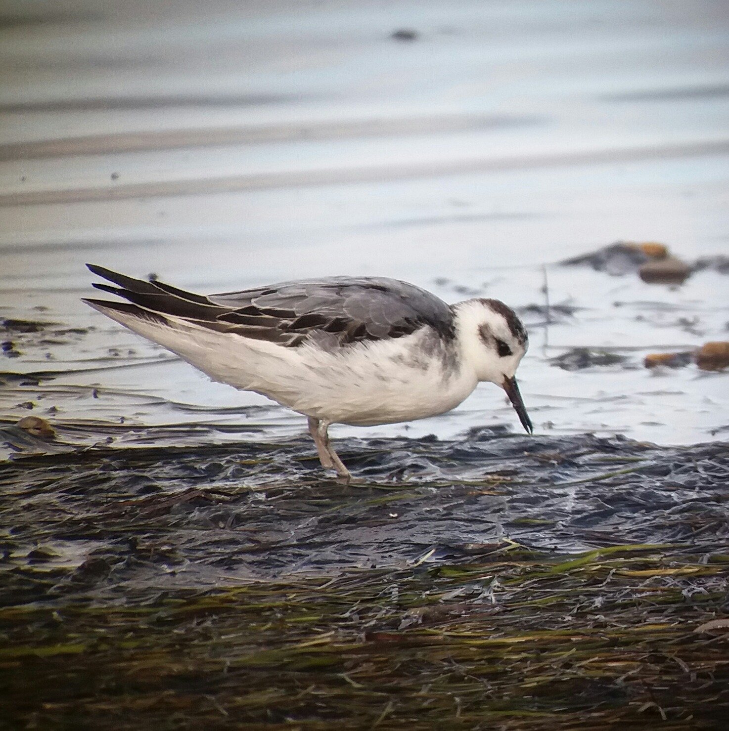 tidmoor birder.wildlifer. walker. traveller.