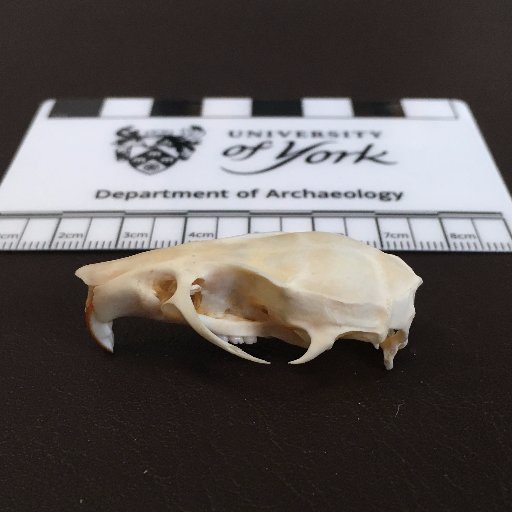 Using rat bones to study trade, urbanism, and disease in medieval Europe and beyond. @UKRI_News funded project @York_BioArCh