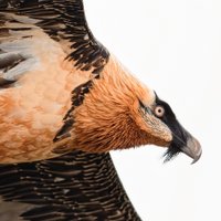 Robert DeCandido PhD (@birdingbobnyc) 's Twitter Profile