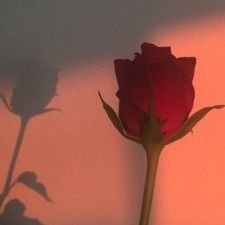 noraosment's profile picture. 