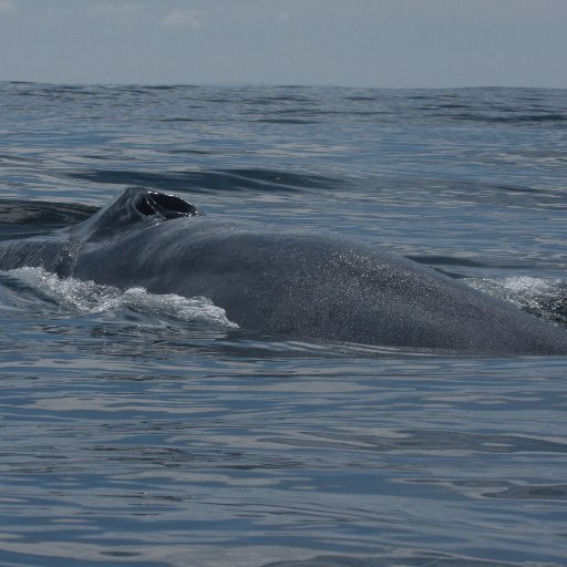 'Antarctic blue whale' rearranged is 'Let Branch wail at cue'. Latest blue whale science and news, by blue whale researcher Prof @TrevorABranch, at @UW_SAFS