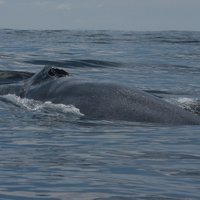 Blue whale news(@bluewhalenews) 's Twitter Profile Photo