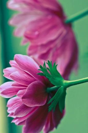 francinelove00's profile picture. 