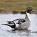pintail Profile picture