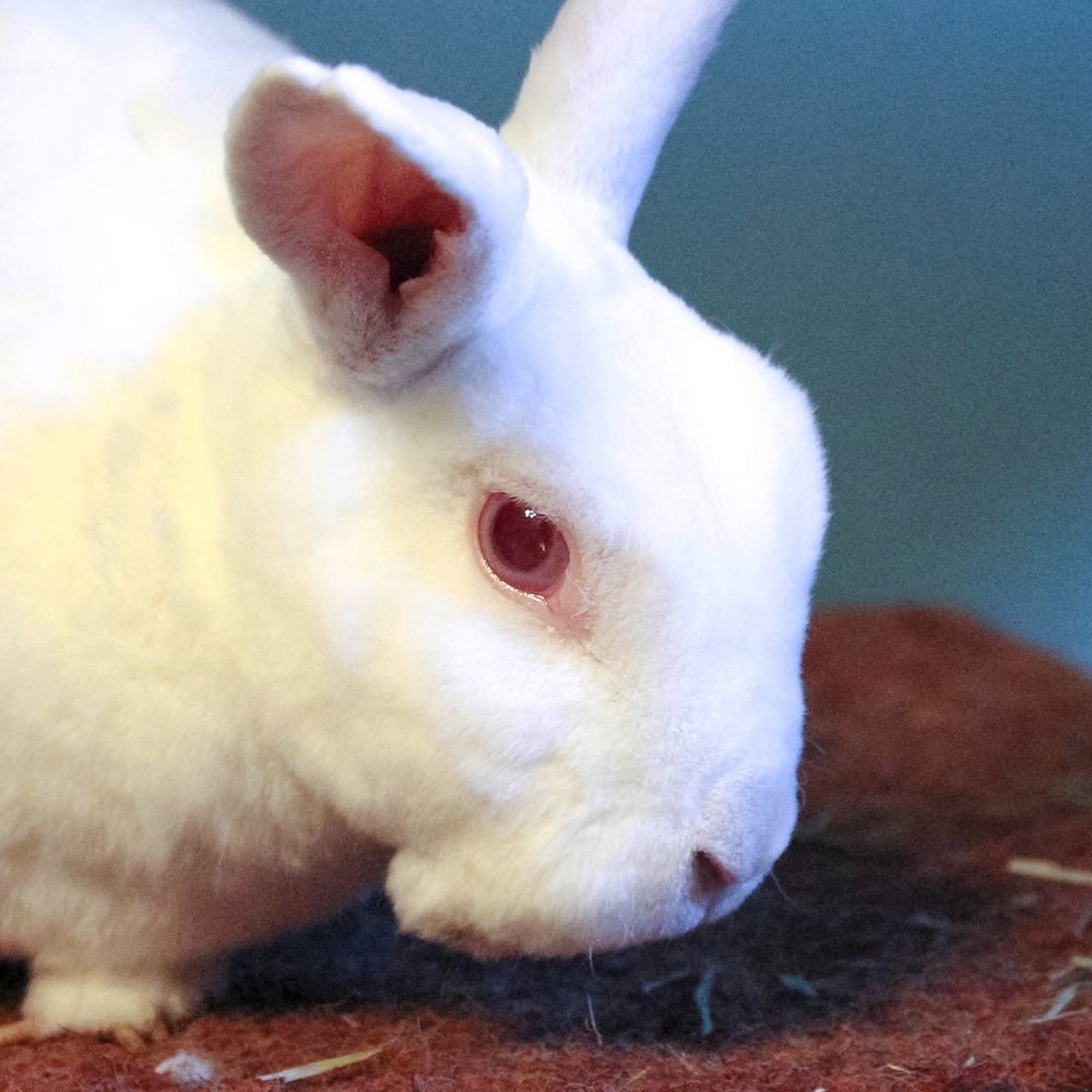I'm a nine year old albino mini Rex rescue. I am bonded to the amazing @gracehopperbun who is the best.
