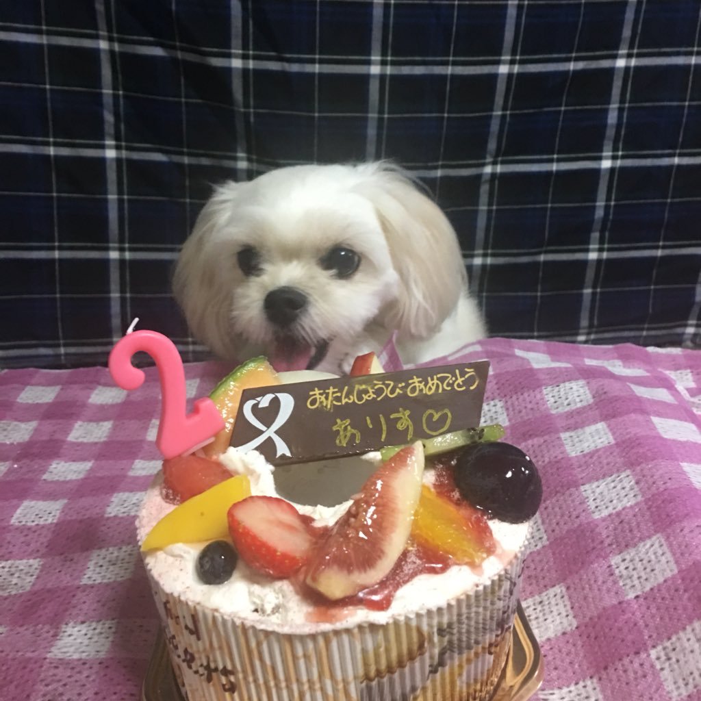 takahir91030128's profile picture. ２０１6年 ３月11日にペキニーズ&トイプードルのMIX犬と暮らし始めました！！ 名前は『アリス』にしました！！ 2018年 ９月１７日で3歳になりました❤️ 無言フォローお許しください&無言フォローＯＫです！#ペキプー #鳶職人