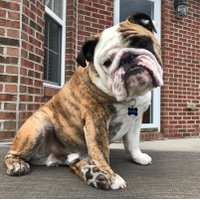 Reuben the Bulldog(@BulldogReuben) 's Twitter Profile Photo