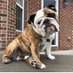 Reuben the Bulldog (@BulldogReuben) Twitter profile photo