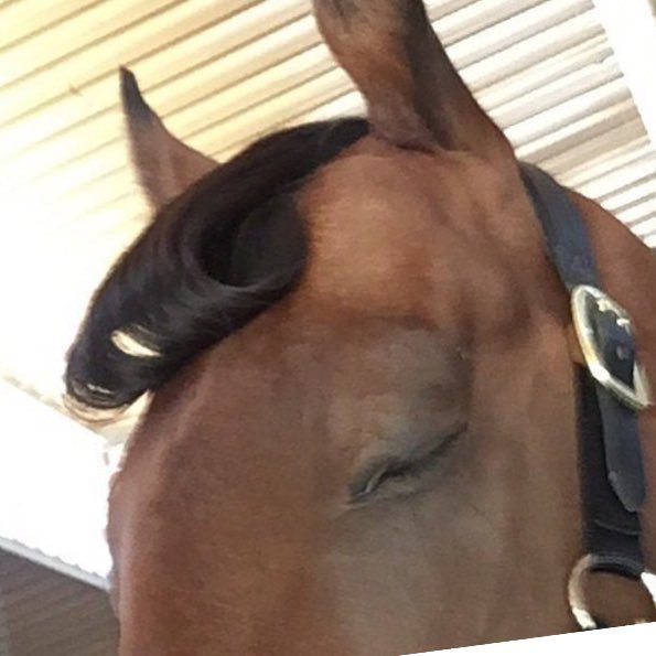 sombrawhisperer's profile picture. MATURE and BALANCED libra