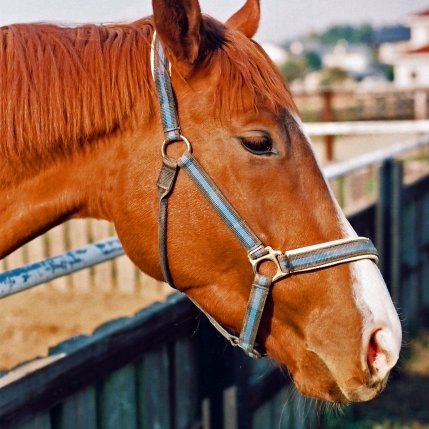 競馬情報をお届けします。
馬券投資で一獲千金を目指していきましょう。
相互フォローよろしくお願いします。