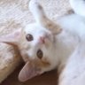 juno_nekoneko's profile picture. 初めまして（＾＾2017年９月に保護した元野良猫のニケがメインです。ブログとYouTubeもよろしくお願いしますm(_ _)m
バケツ稲始めました😊
ブログ：https://t.co/NqiXeIaaCc
ユーチューブ：https://t.co/npaUURiIX0