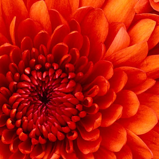 JAVEDAL20153342's profile picture. ROYAL security Guard Services