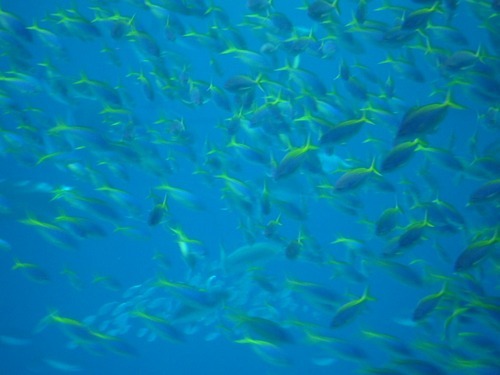 sai_nori's profile picture. 