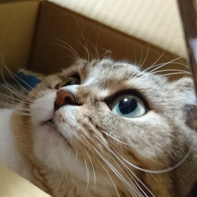 Scottish Fold