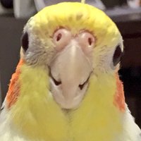 オピーチョ (@opi_cho) 's Twitter Profile Photo オピーチョ (@opi_cho) 's Twitter Profile Photo