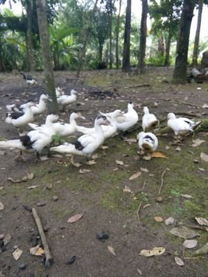 rifqyramadhan3's profile picture. Jangan ambil pusing, santai saja