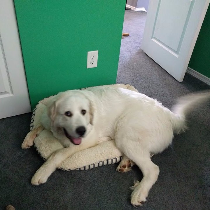 Software engineer. Python, Django. My dog is super cute and probably better at whiteboard interviews than me.