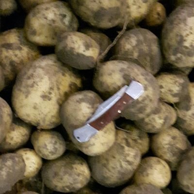 JTruijman's profile picture. Boer