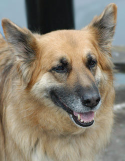 no2dogitchyskin's profile picture. Sharing information on dog skin care. Say no to dog itchy skin and keep your pet health and happy