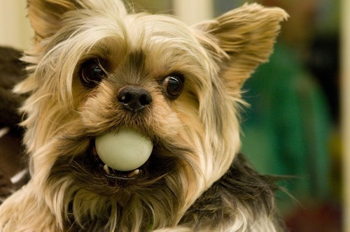 timojet's profile picture. 