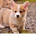 ... (@corgis__) Twitter profile photo ... (@corgis__) Twitter profile photo