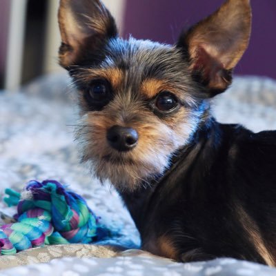 Mateo The Chorkie