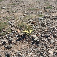 SIL (@silmesmile) 's Twitter Profile Photo