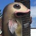 Perce Perch (@perce_perch) Twitter profile photo Perce Perch (@perce_perch) Twitter profile photo