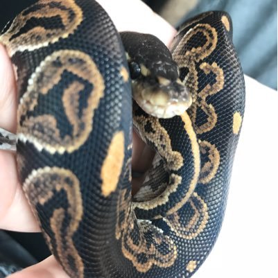 SerpentsOfZeus's profile picture. Reptile Hobbyist • Ball Pythons • I’m passionate for these guys and I want to make a business out of it. Hope you guys enjoy my pythons🐍