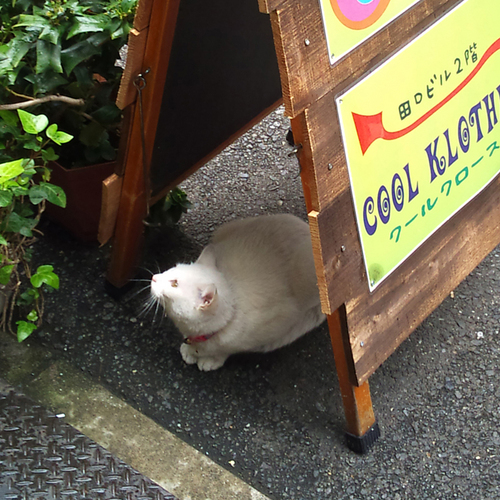 okuyacco's profile picture. ビリヤードが趣味で江古田でコーヒースタンドやってます。照明の設計もしてますー