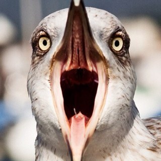 vasbotten's profile picture. 