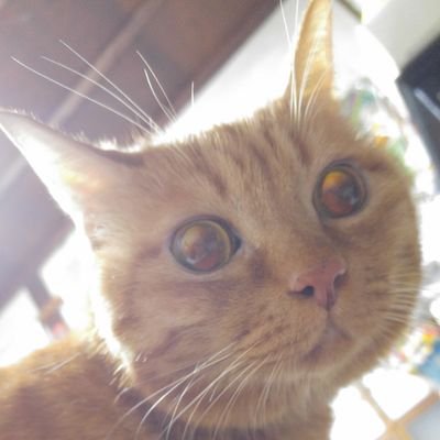 世界中の猫さんが幸せになりますように