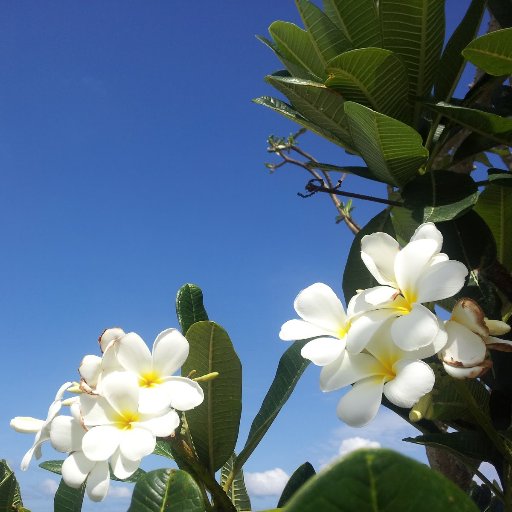 tateyama55's profile picture. バンコク近辺でユルユルしてます