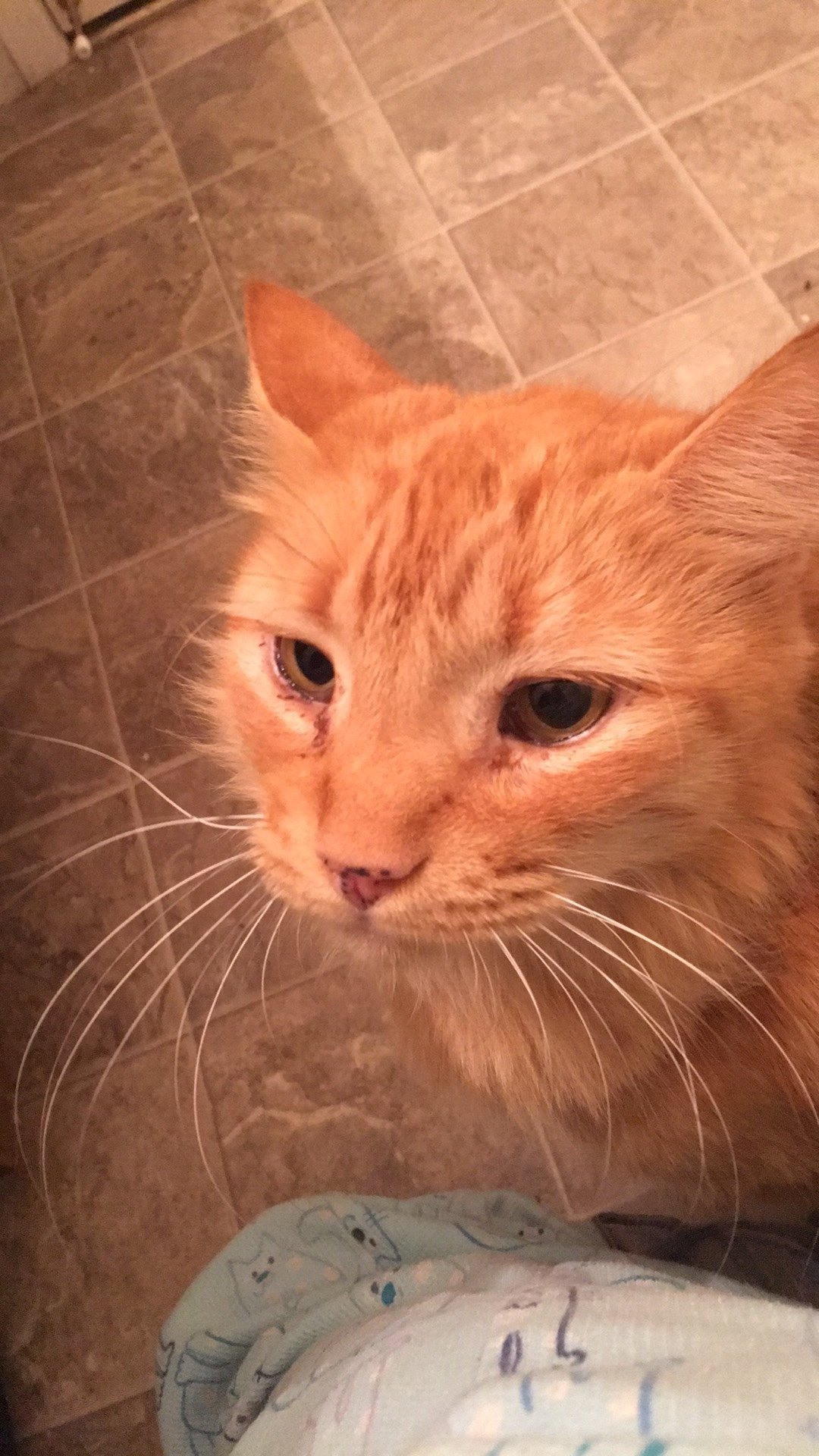 pigscanflyoncho's profile picture. Sonic Artist Yo