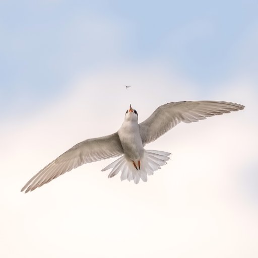 Soar to the front with the Black-fronted Tern! Endangered due to disturbance at it's river nesting sites due to dogs, vehicles, people and seasonal floods.