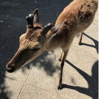 みずか (@winter_daphne68) 's Twitter Profile