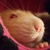 FuzzbuttCageComforts (@fuzzbutt_uk) Twitter profile photo FuzzbuttCageComforts (@fuzzbutt_uk) Twitter profile photo