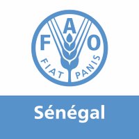 FAO au Sénégal(@FAOSenegal) 's Twitter Profile Photo