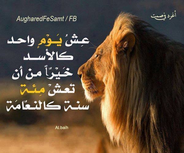 Khadiriyassine3's profile picture. 1