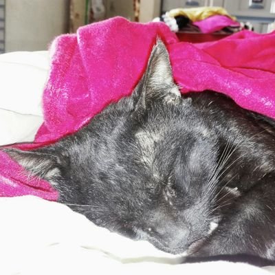 Hikari_pyon's profile picture. 