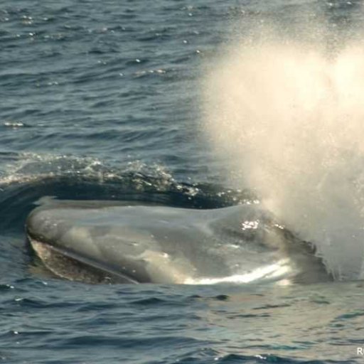 Twitter feed of the Azores Whale Lab - Cetacean Ecology Group, headed by Dr. Mónica A. Silva. Cetacean research in the North Atlantic for over 20 years.