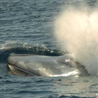 Azores Whale Lab - Cetacean Ecology Group (@azwhalelab) 's Twitter Profile Photo Azores Whale Lab - Cetacean Ecology Group (@azwhalelab) 's Twitter Profile Photo