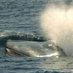 Azores Whale Lab - Cetacean Ecology Group (@azwhalelab) Twitter profile photo Azores Whale Lab - Cetacean Ecology Group (@azwhalelab) Twitter profile photo