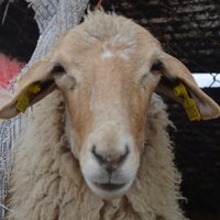 Los Apisquillos (@apisquillos) 's Twitter Profile