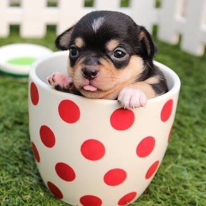 Welcome to the Dog Lovers Family. We Love Dogs! 🐶 This page is dedicated to our cute little furry friends. 🐕❤️