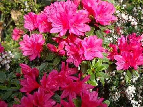 TheIdleGardener's profile picture. I love my garden and beautiful plants but spend as little time as possible on garden maintenance. I enjoy flower photography.